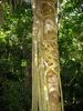 Filename=10stranglerfig.jpg
Filesize=35KB
Dimensions=375x500
Date added=Jan 03, 2010 10stranglerfig.jpg