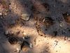 Filename=20tapirtrack.jpg
Filesize=29KB
Dimensions=500x375
Date added=Jan 03, 2010 20tapirtrack.jpg
