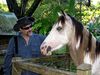 Filename=6carlstallion.jpg
Filesize=29KB
Dimensions=500x375
Date added=Jan 03, 2010 6carlstallion.jpg