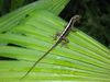 Filename=Anole.jpg
Filesize=281KB
Dimensions=1496x1122
Date added=Mar 20, 2007 Anole.jpg