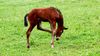 Filename=CC2wks14.jpg
Filesize=220KB
Dimensions=800x450
Date added=Jun 18, 2009 CC2wks14.jpg