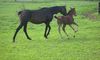 Filename=CC4weeks1.jpg
Filesize=163KB
Dimensions=900x540
Date added=Jul 03, 2009 CC4weeks1.jpg