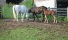 Filename=CC4weeks2.jpg
Filesize=202KB
Dimensions=900x532
Date added=Jul 02, 2009 CC4weeks2.jpg