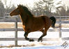 Filename=CRW_0951.jpg
Filesize=119KB
Dimensions=800x571
Date added=Mar 20, 2007 CRW_0951.jpg