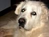 Filename=Cassie.jpg
Filesize=61KB
Dimensions=600x449
Date added=Dec 30, 2008 Cassie.jpg