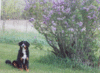 Filename=MicLilac2.gif
Filesize=25KB
Dimensions=259x190
Date added=Aug 30, 2007 MicLilac2.gif