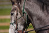Filename=RI2.jpg
Filesize=48KB
Dimensions=400x266
Date added=Oct 13, 2008 RI2.jpg