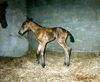 Filename=bellesnewborn1.jpg
Filesize=298KB
Dimensions=951x781
Date added=Jun 08, 2009 bellesnewborn1.jpg