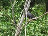 Filename=blackmangrovehawk.jpg
Filesize=154KB
Dimensions=666x500
Date added=Mar 22, 2007 blackmangrovehawk.jpg
