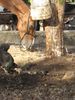 Filename=breakfastpony.jpg
Filesize=412KB
Dimensions=1122x1496
Date added=Mar 20, 2007 breakfastpony.jpg
