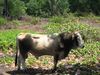 Filename=bull.jpg
Filesize=180KB
Dimensions=666x500
Date added=Mar 22, 2007 bull.jpg
