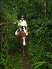 Filename=carljungle5.jpg
Filesize=48KB
Dimensions=449x600
Date added=Jan 03, 2010 carljungle5.jpg