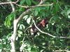 Filename=coatimundi.jpg
Filesize=509KB
Dimensions=1496x1122
Date added=Mar 20, 2007 coatimundi.jpg