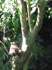 Filename=coatimundi2.jpg
Filesize=354KB
Dimensions=1122x1496
Date added=Mar 20, 2007 coatimundi2.jpg