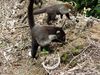 Filename=coatimundi~0.jpg
Filesize=201KB
Dimensions=666x500
Date added=Mar 30, 2007 coatimundi~0.jpg