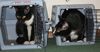 Filename=cratekitty2.jpg
Filesize=55KB
Dimensions=600x312
Date added=Jan 26, 2008 cratekitty2.jpg