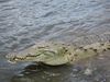 Filename=croc2.jpg
Filesize=497KB
Dimensions=1496x1122
Date added=Mar 20, 2007 croc2.jpg