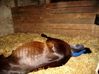 Filename=dancer foaling 001.jpg
Filesize=159KB
Dimensions=700x524
Date added=Jun 04, 2009 dancer foaling 001.jpg