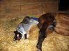 Filename=dancer foaling 002.jpg
Filesize=162KB
Dimensions=700x524
Date added=Jun 04, 2009 dancer foaling 002.jpg