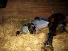 Filename=dancer foaling 003.jpg
Filesize=164KB
Dimensions=700x524
Date added=Jun 04, 2009 dancer foaling 003.jpg