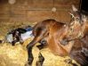 Filename=dancer foaling 004.jpg
Filesize=148KB
Dimensions=700x524
Date added=Jun 04, 2009 dancer foaling 004.jpg
