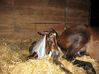 Filename=dancer foaling 007.jpg
Filesize=154KB
Dimensions=750x562
Date added=Jun 04, 2009 dancer foaling 007.jpg