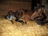 Filename=dancer foaling 010.jpg
Filesize=154KB
Dimensions=700x524
Date added=Jun 04, 2009 dancer foaling 010.jpg