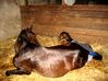 Filename=dancer foaling 013.jpg
Filesize=156KB
Dimensions=750x562
Date added=Jun 04, 2009 dancer foaling 013.jpg