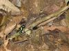 Filename=dart frogs.jpg
Filesize=489KB
Dimensions=1496x1122
Date added=Mar 20, 2007 dart frogs.jpg