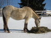 Filename=dolly_1.JPG
Filesize=144KB
Dimensions=800x600
Date added=Nov 11, 2008 dolly_1.JPG