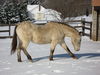 Filename=dolpaw_1.JPG
Filesize=120KB
Dimensions=800x600
Date added=Nov 11, 2008 dolpaw_1.JPG