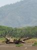 Filename=driftwood.jpg
Filesize=42KB
Dimensions=375x500
Date added=Mar 21, 2007 driftwood.jpg
