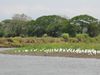 Filename=egrets.jpg
Filesize=78KB
Dimensions=666x500
Date added=Mar 22, 2007 egrets.jpg