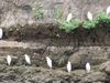 Filename=egrets2.jpg
Filesize=138KB
Dimensions=666x500
Date added=Mar 22, 2007 egrets2.jpg