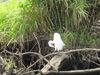 Filename=egretwing.jpg
Filesize=138KB
Dimensions=666x500
Date added=Mar 22, 2007 egretwing.jpg