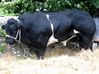 Filename=fairbull3.jpg
Filesize=105KB
Dimensions=600x449
Date added=Aug 23, 2008 fairbull3.jpg
