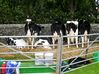 Filename=faircows.jpg
Filesize=134KB
Dimensions=600x449
Date added=Aug 23, 2008 faircows.jpg