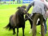 Filename=fairpony.jpg
Filesize=86KB
Dimensions=600x449
Date added=Aug 23, 2008 fairpony.jpg