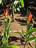 Filename=flowers11.jpg
Filesize=105KB
Dimensions=375x500
Date added=Mar 21, 2007 flowers11.jpg