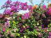 Filename=flowers13.jpg
Filesize=212KB
Dimensions=666x500
Date added=Mar 21, 2007 flowers13.jpg