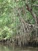 Filename=funkytree.jpg
Filesize=96KB
Dimensions=375x500
Date added=Mar 21, 2007 funkytree.jpg