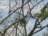 Filename=herons.jpg
Filesize=124KB
Dimensions=666x500
Date added=Mar 22, 2007 herons.jpg