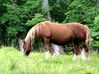 Filename=highlandpony2.jpg
Filesize=116KB
Dimensions=600x449
Date added=Aug 23, 2008 highlandpony2.jpg
