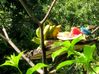 Filename=honeycreeper.jpg
Filesize=43KB
Dimensions=600x449
Date added=Jan 03, 2010 honeycreeper.jpg