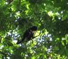 Filename=howlermonkey.jpg
Filesize=371KB
Dimensions=1470x1274
Date added=Mar 20, 2007 howlermonkey.jpg