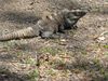 Filename=iguana.jpg
Filesize=616KB
Dimensions=1496x1122
Date added=Mar 20, 2007 iguana.jpg