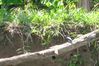 Filename=kingfisher.jpg
Filesize=132KB
Dimensions=749x500
Date added=Mar 22, 2007 kingfisher.jpg