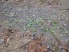 Filename=leafcutters.jpg
Filesize=683KB
Dimensions=1496x1122
Date added=Mar 20, 2007 leafcutters.jpg