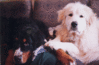 Filename=lirmicheads.gif
Filesize=36KB
Dimensions=354x232
Date added=Aug 30, 2007 lirmicheads.gif