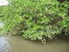 Filename=mangrove.jpg
Filesize=175KB
Dimensions=666x500
Date added=Mar 21, 2007 mangrove.jpg